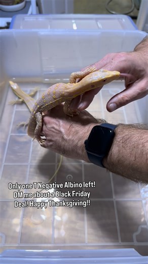 Zach Minter on Instagram: "Only one T Negative Albino left! DM me about a Black Friday Deal! #reptilekeeper #pets #cute #adorable #babies #lizard #lizardlover #reptiles #black #monitorlizard #albino #asian #tropical #cute #animal #kids #love #beauty #photooftheday #photography #summer #trending #exotic #blackfriday #blackfridaysale"