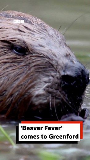 Greenford is home to the first family of urban beavers in the UK and they're bringing plenty of benefits to the local environment. #london #greenford #beavers #flooding #environment | BBC London
