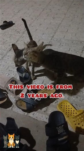 Hungrige Kätzchen folgen mir – zu süß zum Ignorieren! 😻#CatShorts#CuteKittens#Kätzchen