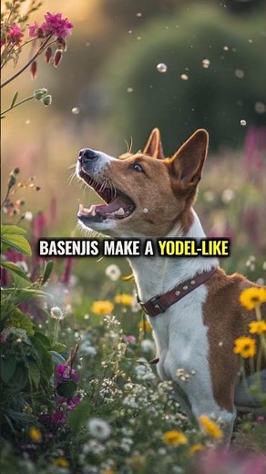 The Mysterious History of the Basenji: The Barkless Dog of Africa