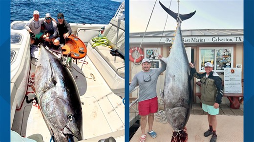 'What a giant Bluefin!' | Port Arthur man hauls in record breaking 884 pound Bluefin Tuna