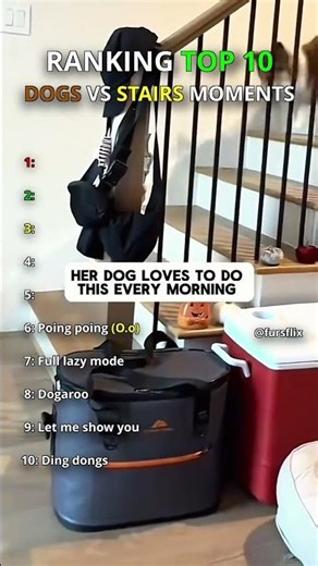 Top 10 Dogs vs Stairs Moments
