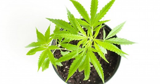 How to buy weed in Canada when it’s legalized