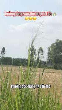 Đường làng sau thu hoạch Lúa 😊😊😊