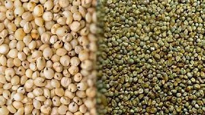 मिलेट में कौन कौन से अनाज आते हैं?