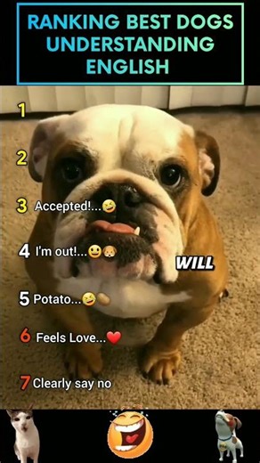 Ranking Dogs Understanding English 🐶🧠