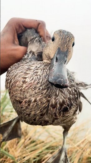 How to Hunt Pintail Ducks (Techniques & Tactics)