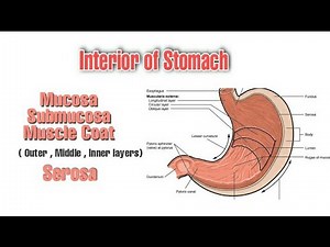 Interior of Stomach | Stomach Musculature