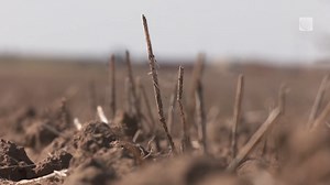 A number of communities in southern Alberta have declared agricultural emergencies as drought conditions and grasshoppers devastate farmland. Watch more video: https://www.theweathernetwork.com/en/video | The Weather Network
