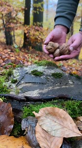 20K views · 132 reactions | Survival Purifier  Follow For more  #survivalskills #survival #campinglife #camping #bushcraft #Survivalism #primitivecamping #campinglife #foryoureel credit @sergio_outdoor | Quick Survival IQ | Facebook