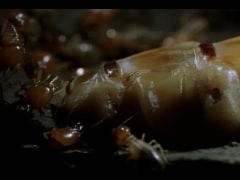 Her Majesty the Termite Queen | National Geographic