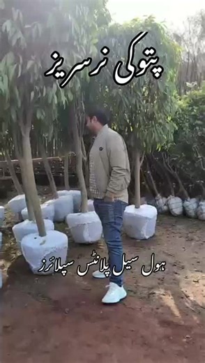 Export Quality Plants for Your Gardening Needs