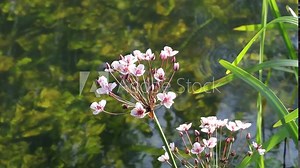 Schwanenblume (Butomus umbellatus) Stock Video