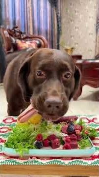 The little dog was drooling with envy#Homemade dog rice#Greedy dog#Labrador#The dog eats