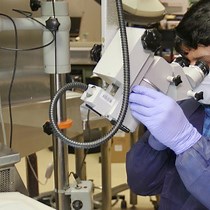 Mouse Model of Pressure Ulcers After Spinal Cord Injury