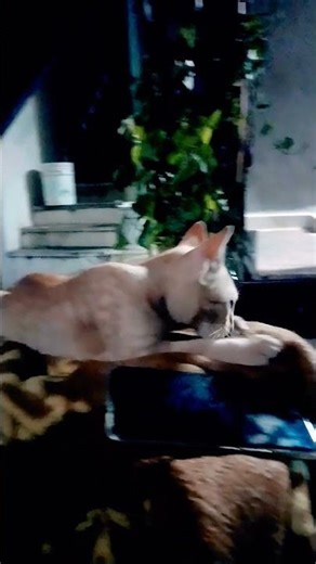 இந்த ஆண்ட்ராய்டு போன் வச்சிக்கிட்டு #cat #catcomedy #cats #catshorts #catlovers #shortsfeed#trending