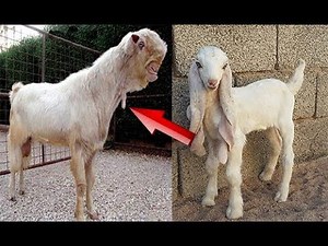 This Egyptian “goat Monster” Went Viral Now Its Real Identity Has Been Revealed.