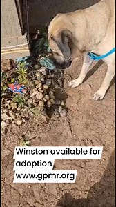 3.3K views · 44 reactions | Winston available for adoption #dog #dogsofinstagram #adoptme | Great Plains Mastiff Rescue | Facebook