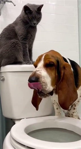The Cat Who Stopped a Dog at the Toilet Silent Protector #cat #dog #comedy
