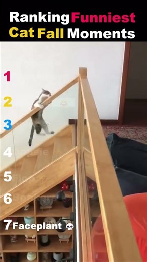 Ranking Funniest Cat Fall moments😹