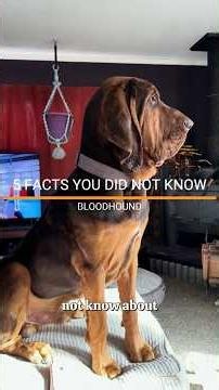 FACTS YOU DID NOT KNOW ABOUT THE BLOODHOUND. #bloodhound #dogfacts #doglove