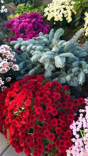 beautiful chrysanthemum flowers chrysanthemum and dahlia