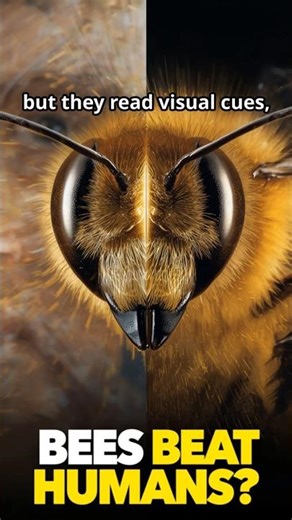 Bees vs Humans: The Visual Test We LOST”