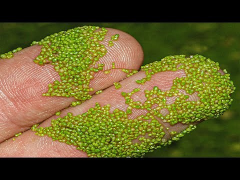 15 Bizarre and Scary Plants you Never Knew Existed
