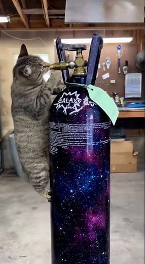 Flying Cat! You Won’t Believe It! 😱 #funnycat #flyingcat #viralvideo