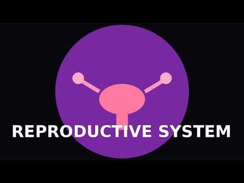 What to know about the reproductive system.