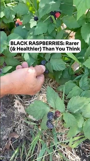 What Makes Black Raspberries So Special?