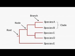 Components of Phylogenetic Tree