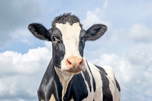 You'll Milk the Laughs with These Hilarious Jokes About Cows