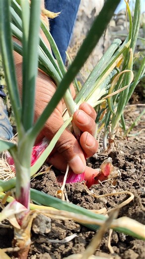 I am picking onions from the field #nature #farming #onion #shorts