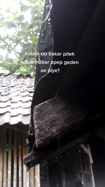 Close-up of a Black Cat in a Garden Setting