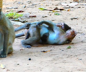 521K views · 8.7K reactions | Very cute crazy funny monkeys & baby monkeys overplay naughtily #Monkeys #Ambertroop | Hello Monkey | Facebook