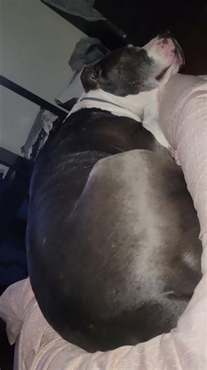 chasing lizards in his sleep