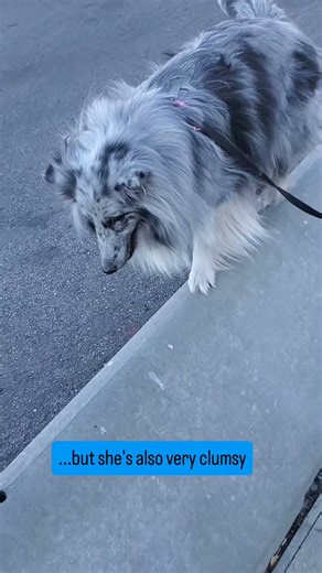 Trainer Error! Did I just reinforce falling? #dogtrainerslife