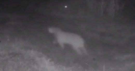 Utah man captures mountain lion encounter