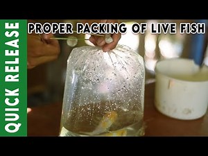 Proper Packing of Live Fish | QUICK RELEASE |