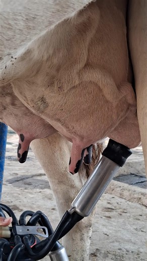Beautiful Cow 🐄😘#dairyfarming #cow #farming #cute #farmlife