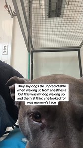 1.3M views · 45K reactions | Watching my girl wake up from anesthesia was so hard. I hated seeing her so out of it and limp. But the second she realized I was talking to her and petting her she fought so hard to lift her tired little head and give me kisses  I don’t deserve her ❤️❤️❤️ #seniordog #dogwakingup | Maggiepotamus | Facebook