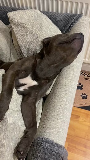 Dog Waking Up for Food: Cute Staffy Gets Breakfast Surprise!