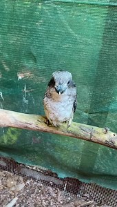 134K views · 9.8K reactions | I received a fledgling kookaburra from Claire Valley found dazed on a road. She’s feeding well and very unhappy inside. I took a gamble and took her up to the flight aviaries and introduced her to the adult kooky in rehab. This is what happened! | Minton Farm Animal Rescue Centre | Facebook