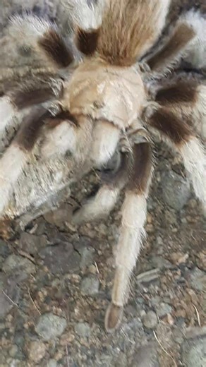 Aphonopelma Chalcodes | George Jones