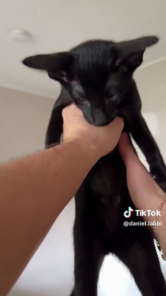 Katzenbabys füttern: Ein Blick in meinen Alltag