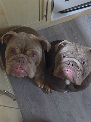 Understanding English Bulldogs: The Perfect Pet