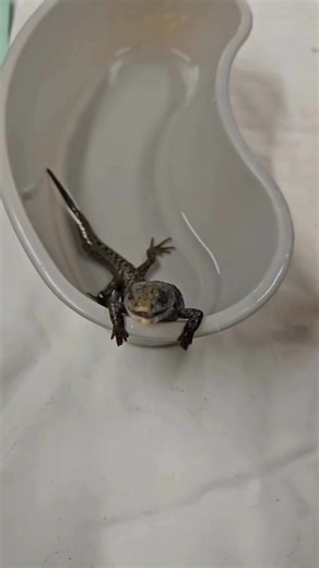 A Sunshine Coast resident found this Northern Alligator Lizard in their backyard after likely suffering a cat attack. A car ride and a ferry trip later, the lizard made it to Wildlife Rescue. 🚘⛴️ 🚘 Check out the teeny tiny tongue as the lizard gobbles up some grub. | Wildlife Rescue Association of BC