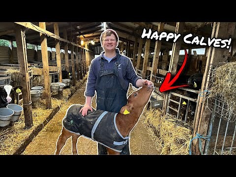 HOW TO REAR THE PERFECT CALF...