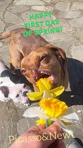 809K views · 794 reactions | Happy SpringSolstice!Dogs are so helpful in the garden! #NewtTheNoseless #PoppyThePitBullFrenchie #springsolstice #firstdayofspring | Wonky Dogs Pack | Facebook